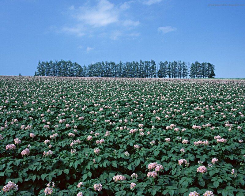 Field of blooming potato plants