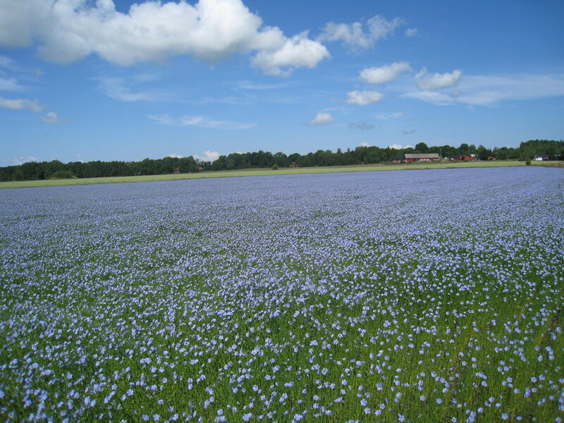 Field of Blue Flax Flowers