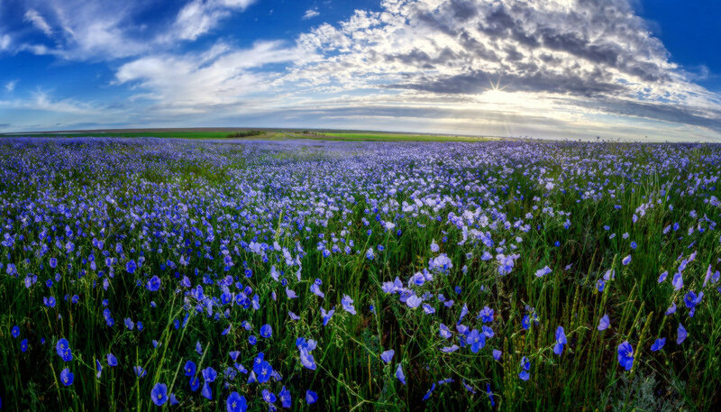 Field of Blue Flowers