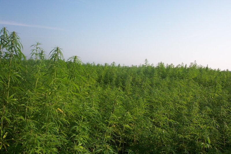 Field of cannabis plants