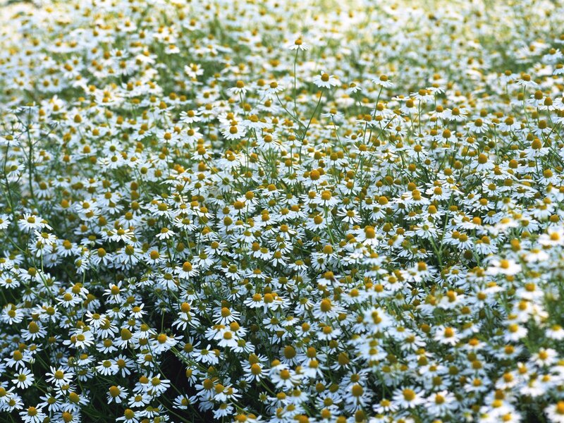 Field of chamomile flowers