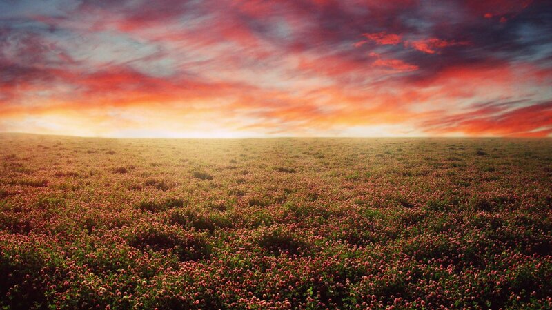 Field of clover at sunset