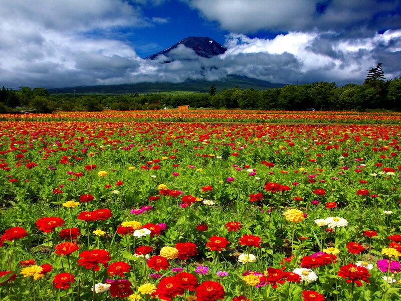 Field of Colorful Flowers