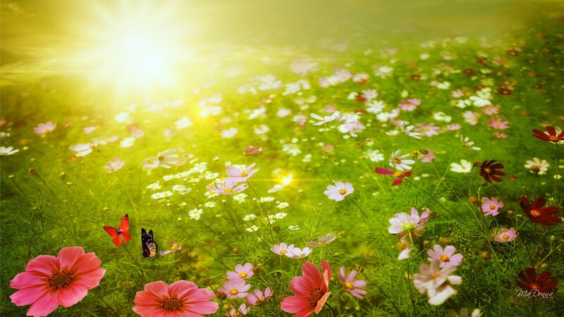 Field of Cosmos Flowers — Green
