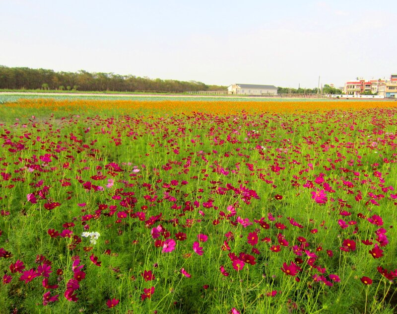Field of Cosmos Flowers — Pink, Serene, Afternoon