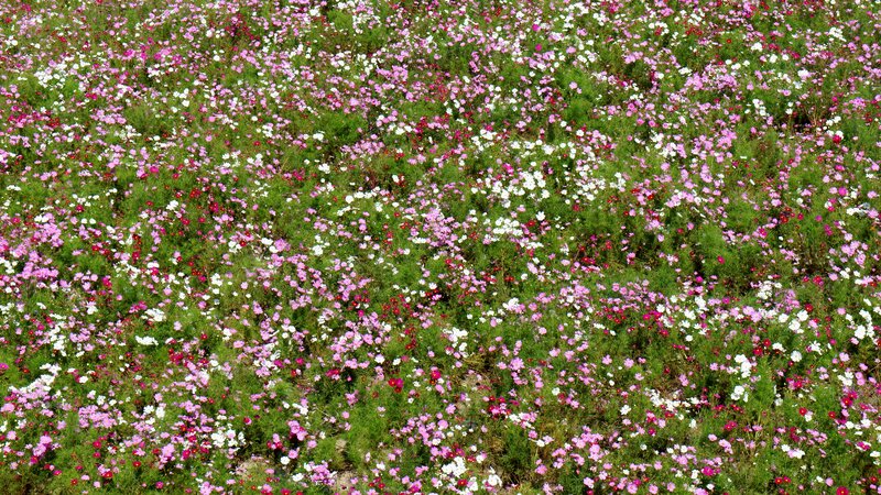 Field of Cosmos Flowers — Pink, Serene, Summer
