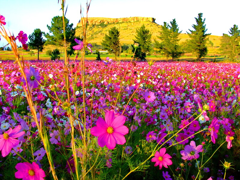 Field of Cosmos Flowers — Pink, Serene