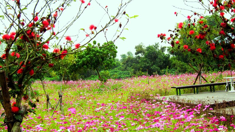 Field of Cosmos Flowers — Pink
