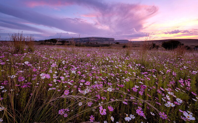 Field of Cosmos Flowers — Purple, Serene
