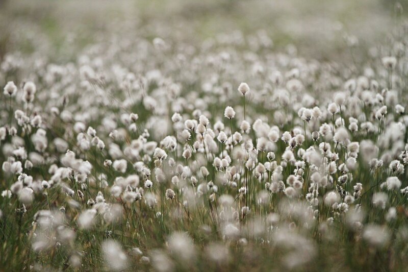 Field of cotton grass