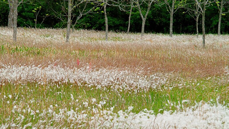 Field of cotton grass