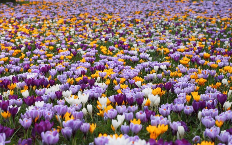 Field of Crocus Flowers