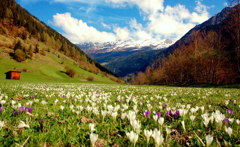 Field of Crocuses in Valley