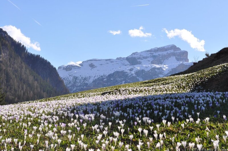 Field of Crocuses