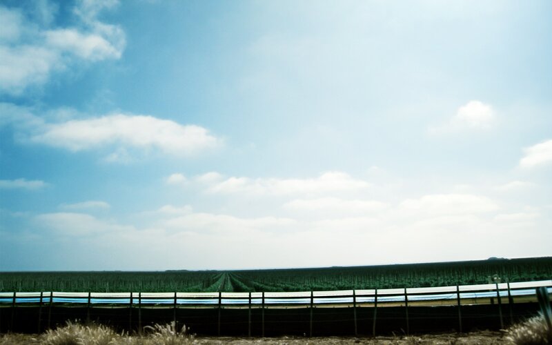 Field of crops under blue sky