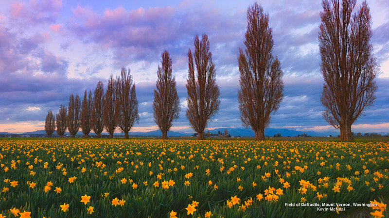 Field of Daffodils