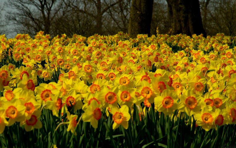 Field of Daffodils — Yellow