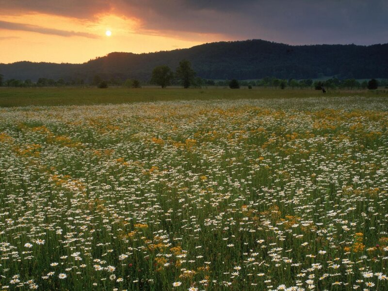 Field of Daisies at Sunset