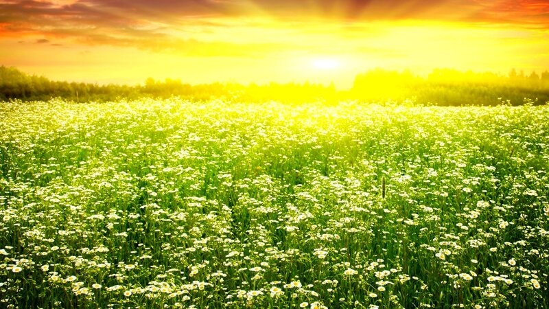 Field of Daisies at Sunset — Yellow