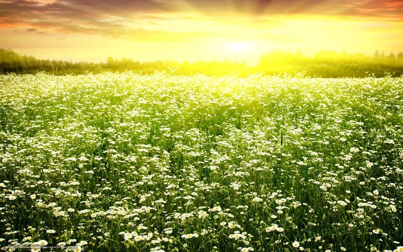 Field of Daisies — Green, Serene