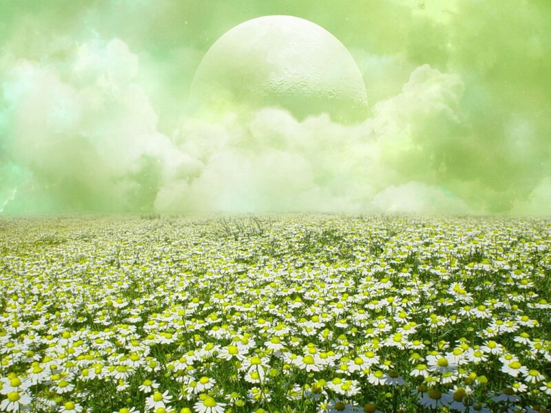 Field of Daisies — Green