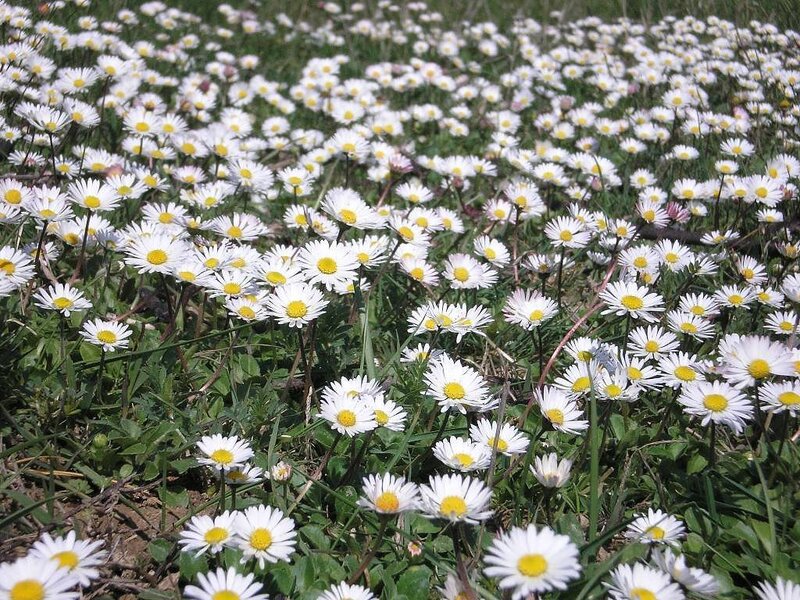 Field of daisies in bloom