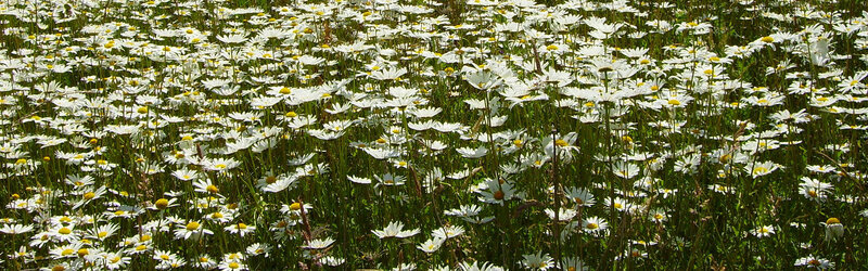 field of daisies in bloom