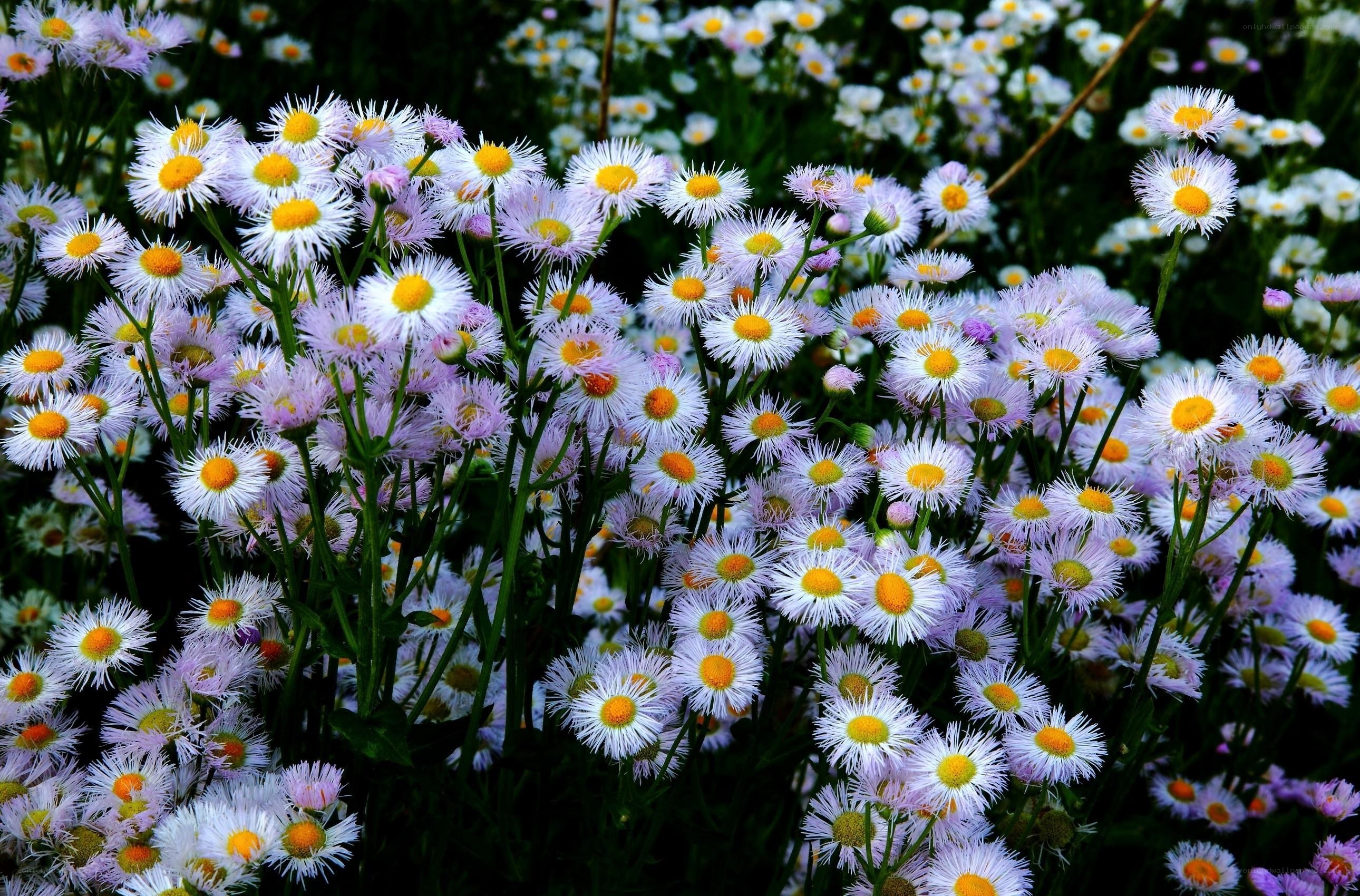Field of daisies in bloom