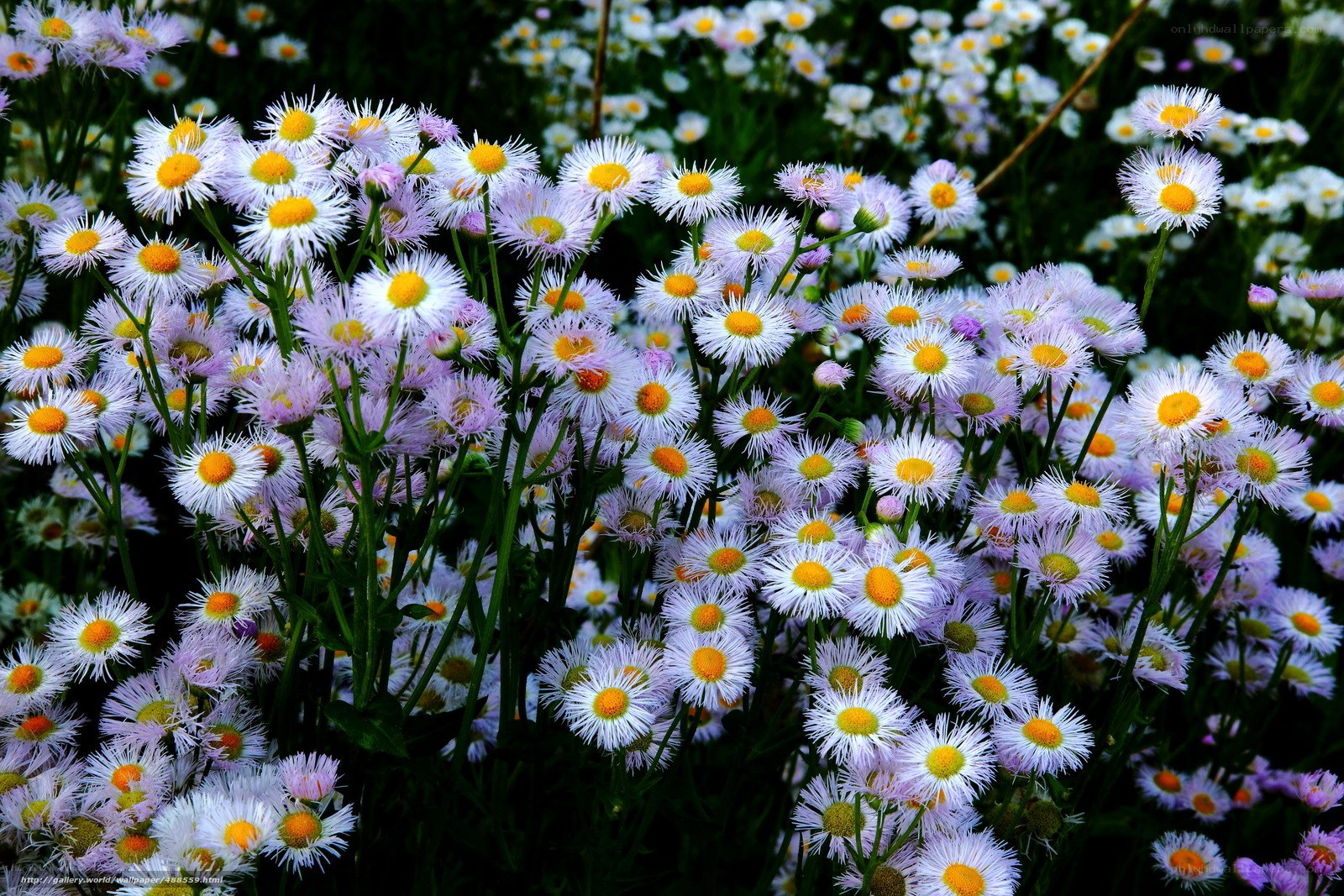 Field of daisies in bloom