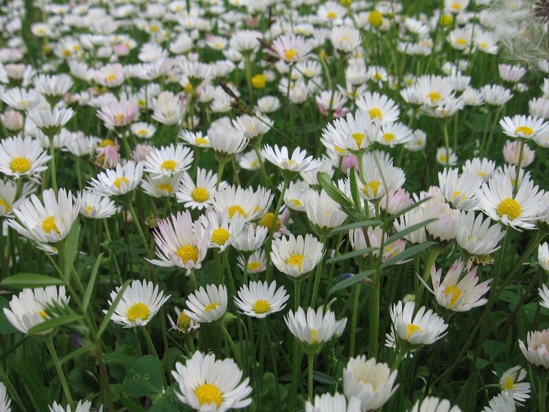 Field of daisies in bloom