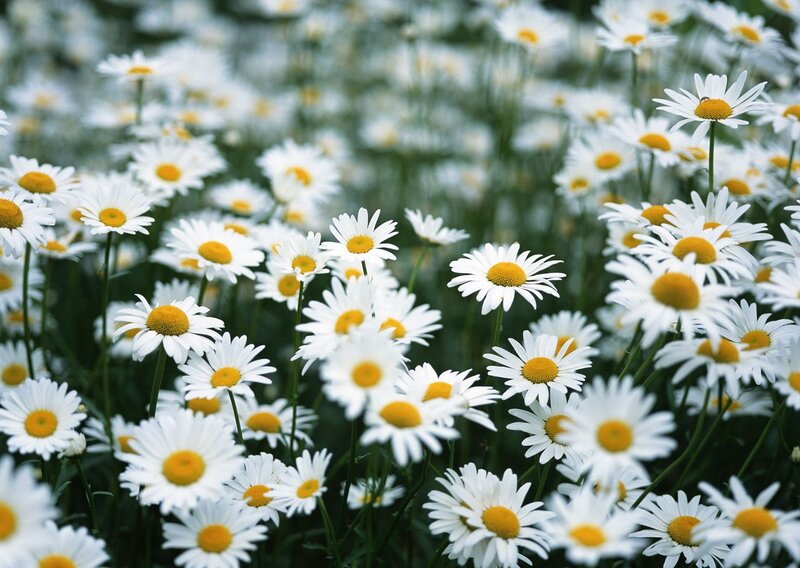 Field of daisies in bloom