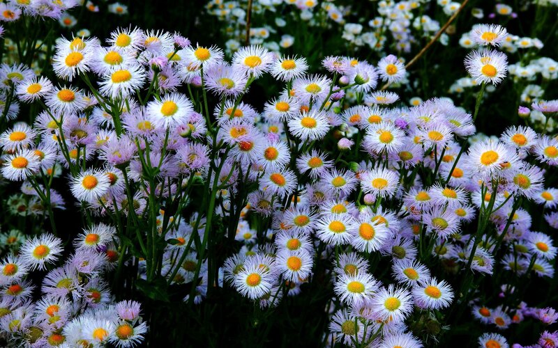 Field of daisies in bloom