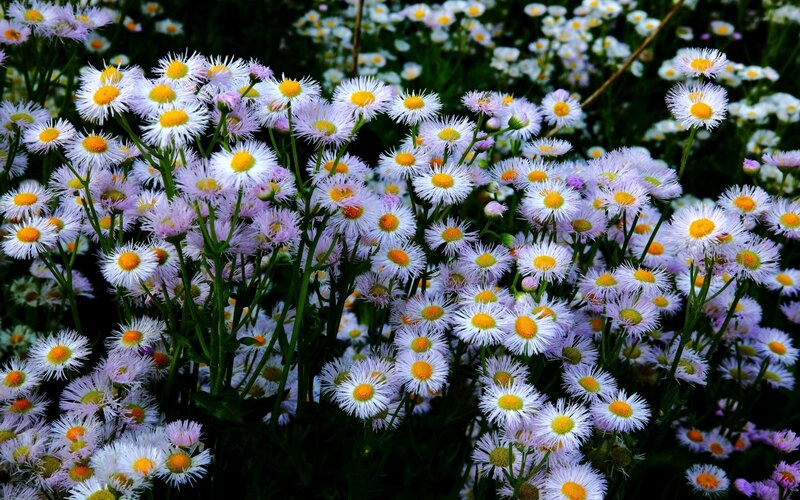 Field of daisies in bloom