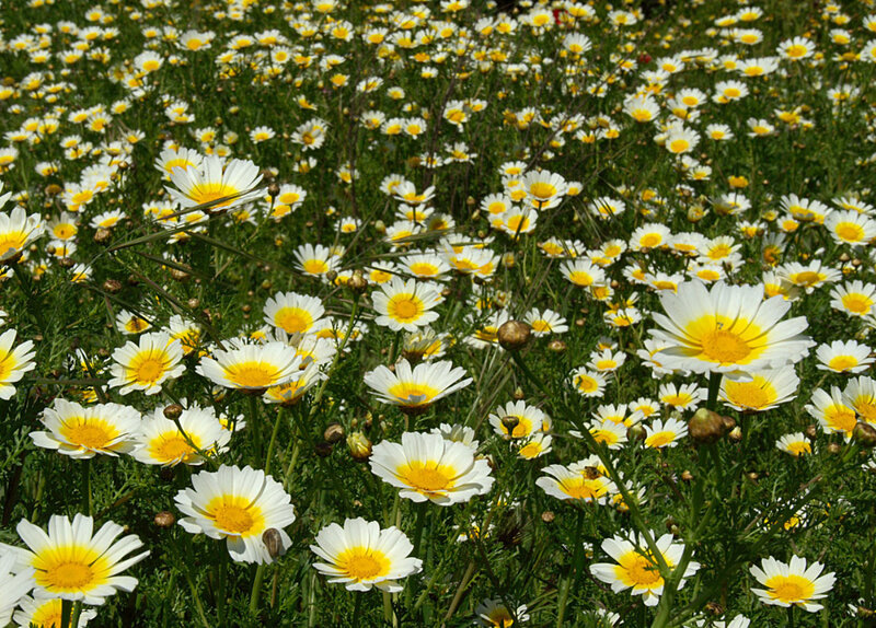 Field of daisies in bloom