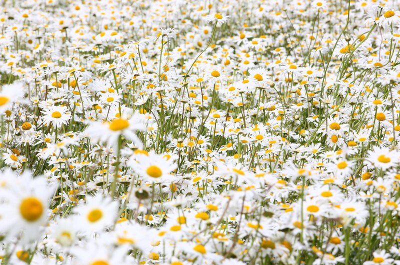 Field of daisies in bloom
