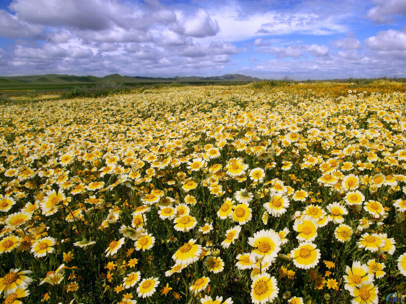 Field of Daisies