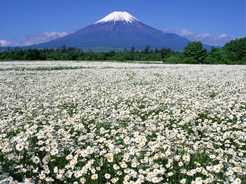 Field of Daisies with Mountain