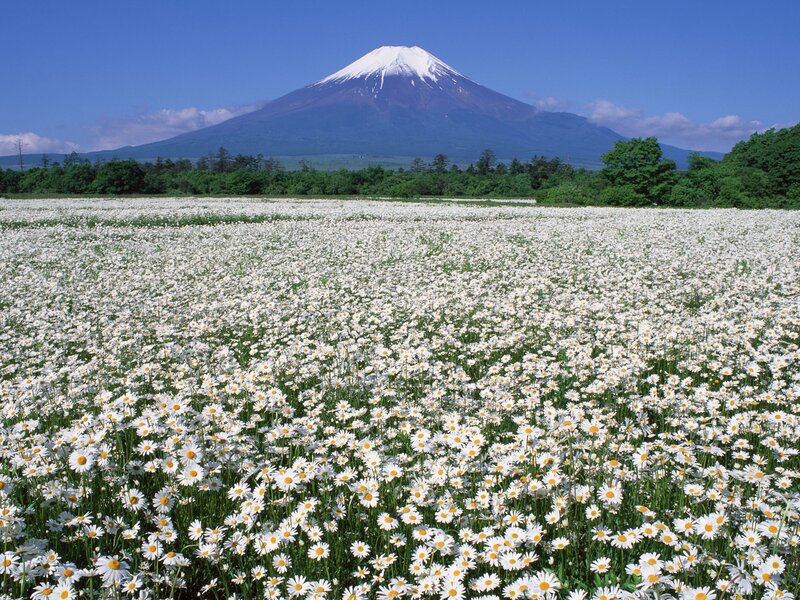 Field of Daisies with Mountain — White, Serene