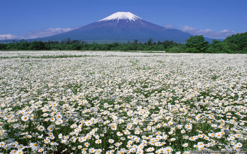 Field of Daisies with Mountain — White