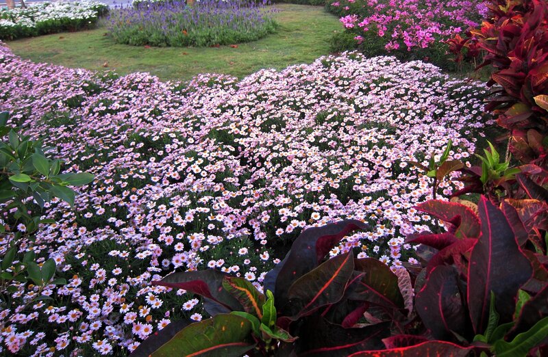 Field of Daisy Flowers