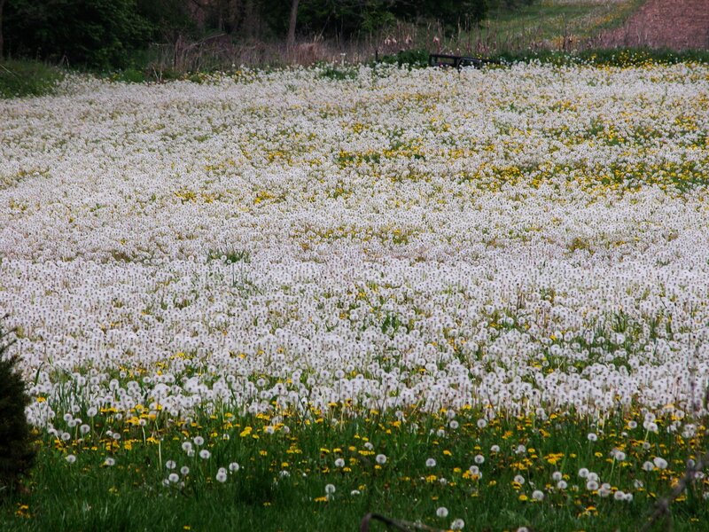 Field of dandelion seed heads