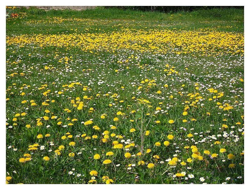 Field of Dandelions and Chamomile