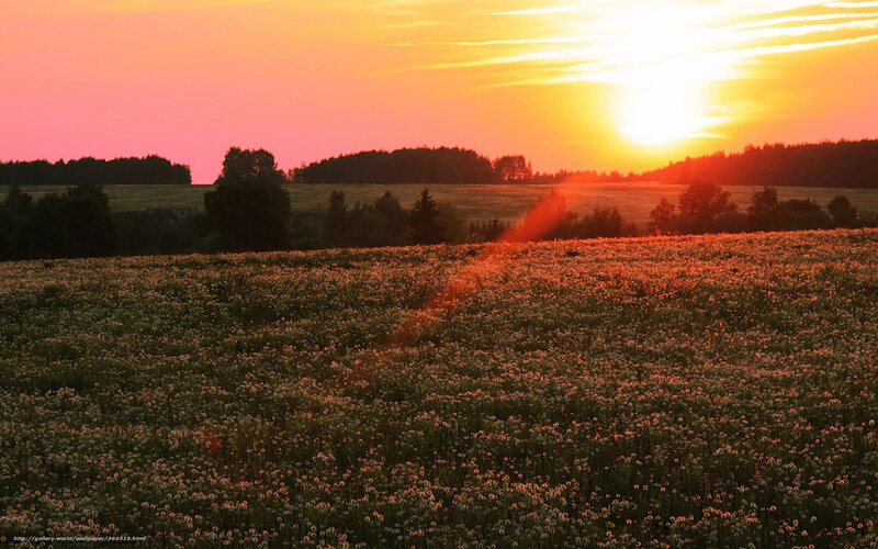 Field of Dandelions at Sunset — Orange