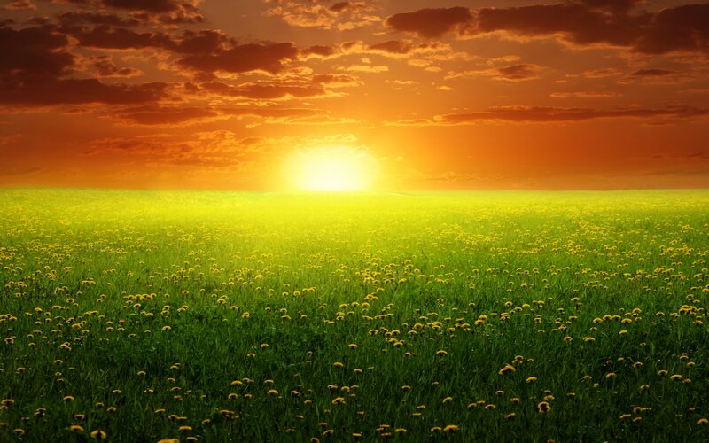 Field of Dandelions — Green