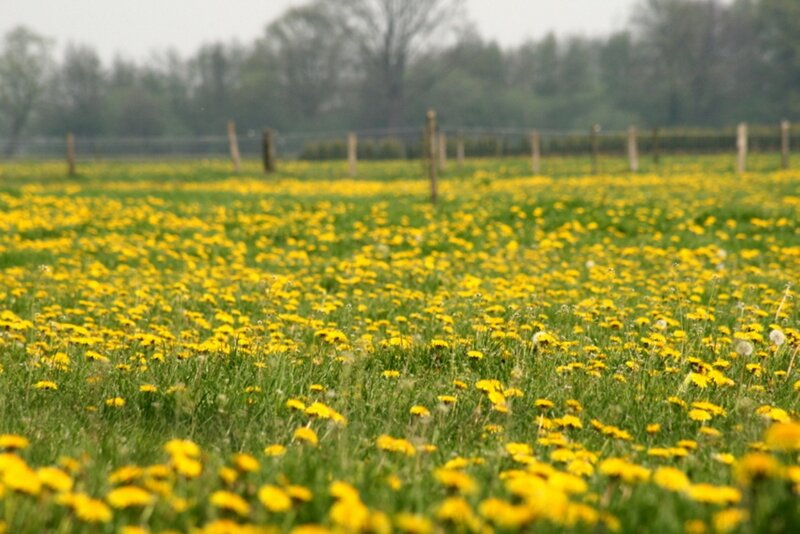 Field of Dandelions — Yellow, Calm