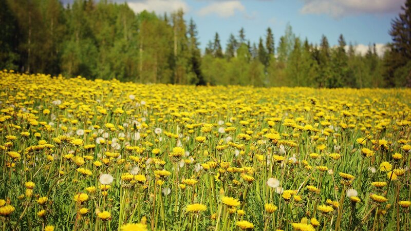Field of Dandelions — Yellow, Serene, Spring