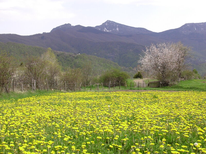 Field of Dandelions — Yellow, Serene