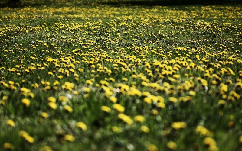 Field of Dandelions — Yellow