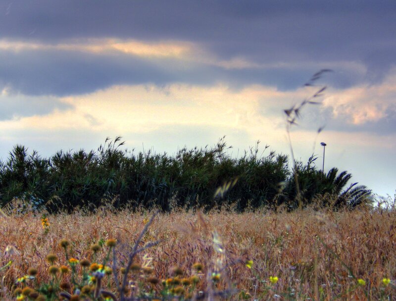 Field of Dry Grass — Brown