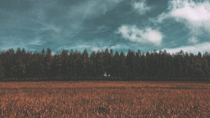 Field of Dry Grass